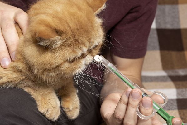 How to feed outlet a cat a pill